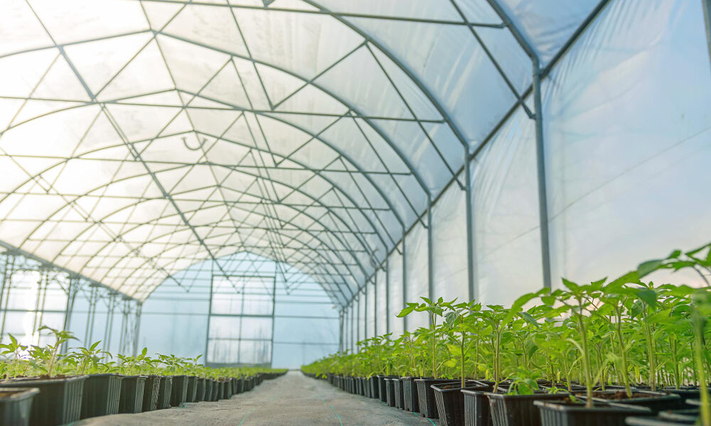 Polietileno agrícola en Centroamérica: mulching e invernaderos