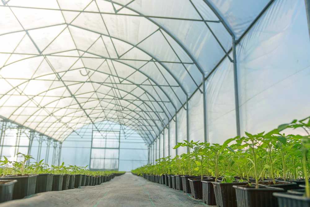 Polietileno agrícola en Centroamérica: mulching e invernaderos